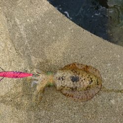 家族サービスを切り上げてサクっとアオリイカ