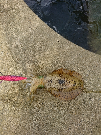 家族サービスを切り上げてサクっとアオリイカ