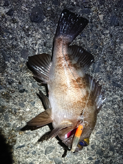 久しぶりのメバリング