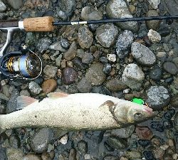 宮川でウグイング