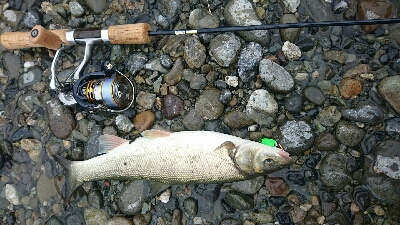 宮川でウグイング