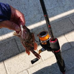 サバ探し南港編