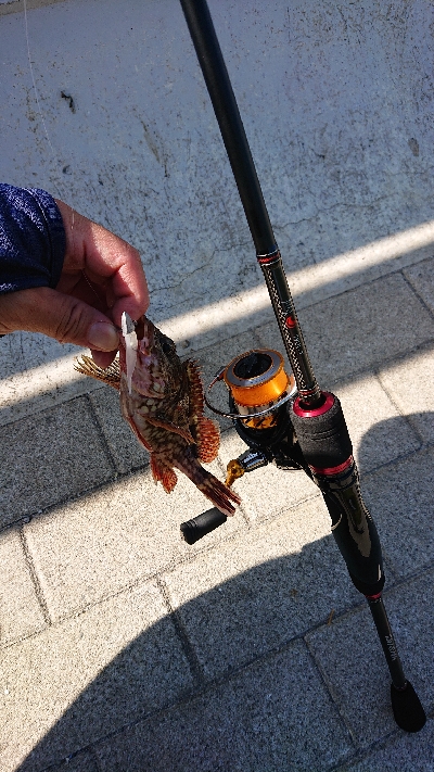 サバ探し南港編