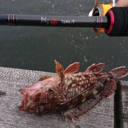 ガシラ以外釣りたい…