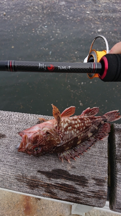 ガシラ以外釣りたい…