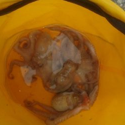 タコ釣れました❗