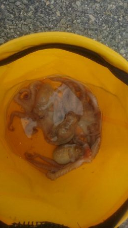 タコ釣れました❗