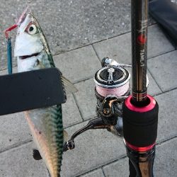 サバリング南港