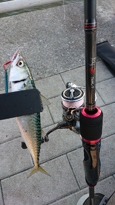 サバリング南港