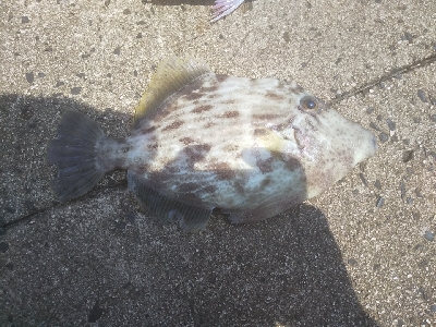 久しぶりの投稿