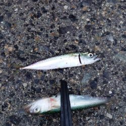 大物不発、小サバ祭り