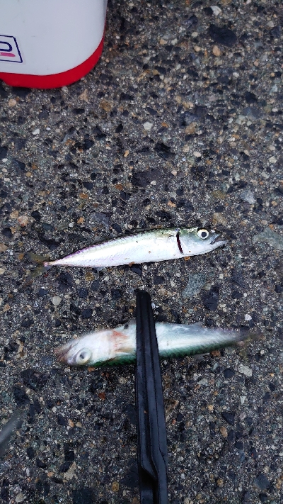 大物不発、小サバ祭り