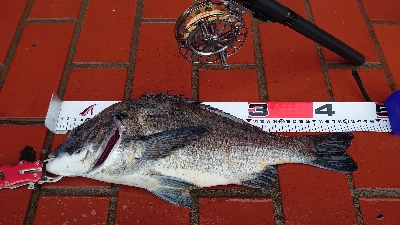 イガイ団子で真チヌ