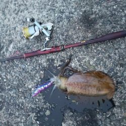 アオリイカ三杯