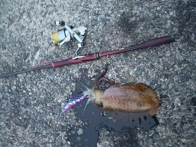 アオリイカ三杯