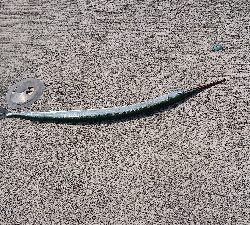 久しぶりの投稿