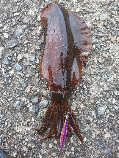 おまけ付きで。