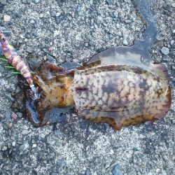 秋イカ早くも始まりかな。