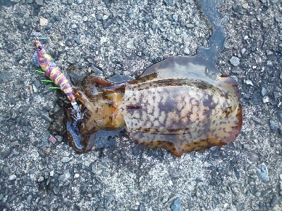 秋イカ早くも始まりかな。