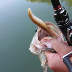 サカマタシーズン