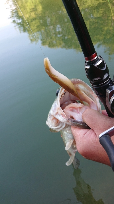 サカマタシーズン