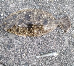 リリースサイズばっかり