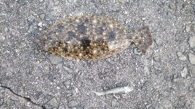 リリースサイズばっかり