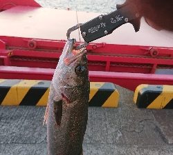 今年も停泊船ゲーム!