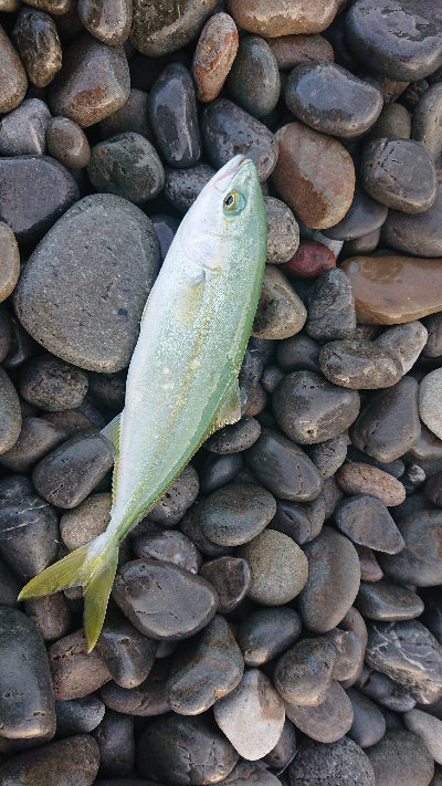 貧果ですが楽しめたからいいか！