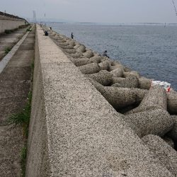 ハマチいてるんか?