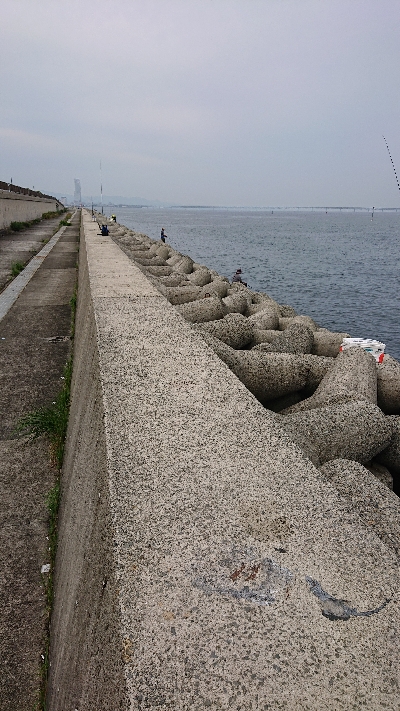 ハマチいてるんか？