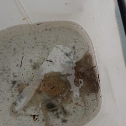 タコチャレンジ3度目の正直