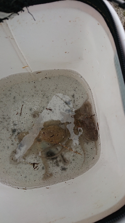 タコチャレンジ3度目の正直