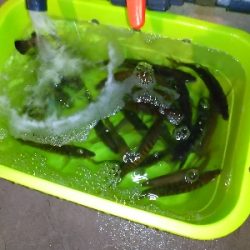 淡路島観光ホテル·アジング爆釣！