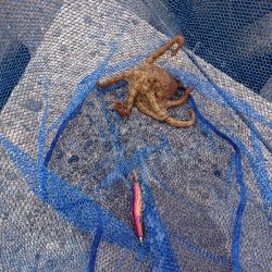 イカを釣りに行ったんですけど…