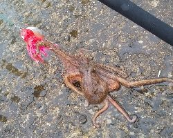 またまた雨との戦い