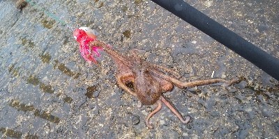 またまた雨との戦い