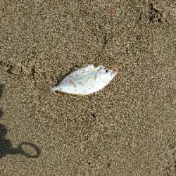 紀北サーフでキス