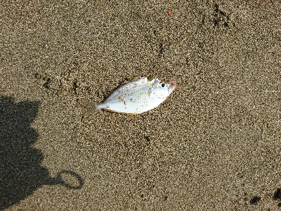 紀北サーフでキス