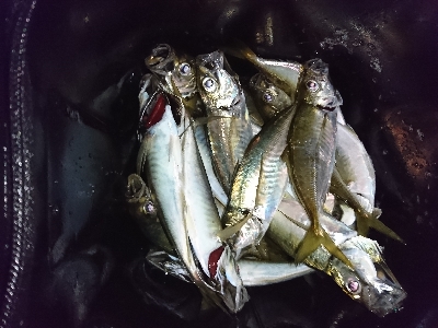 フロートアジング