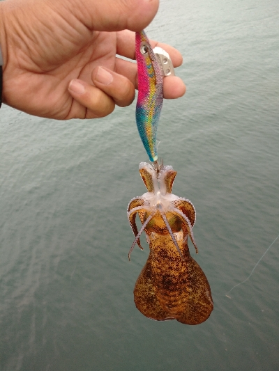 釣場清掃からのエギング