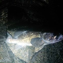 うれしいゲスト