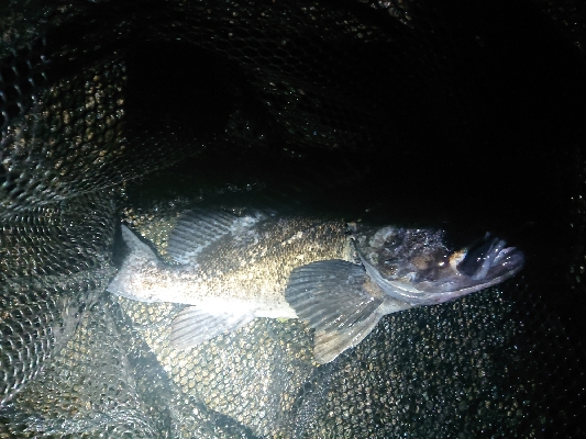 うれしいゲスト