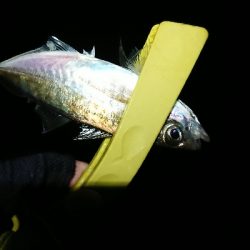 だいぶ渋くなった