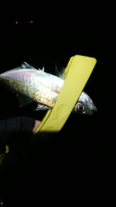 だいぶ渋くなった