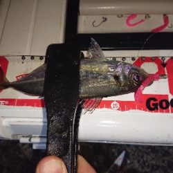 大雨後のアジング