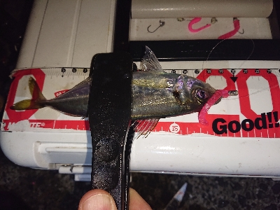 大雨後のアジング