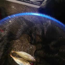 アジのサイズが上がらない