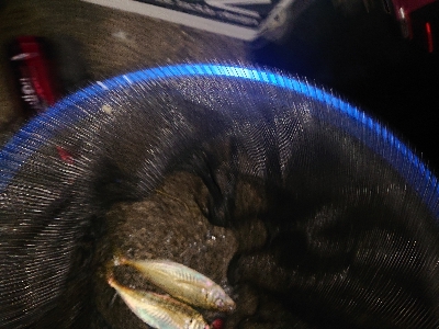 アジのサイズが上がらない