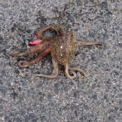 タコ１キロ級初ゲット